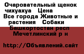 Очаровательный щенок чихуахуа › Цена ­ 40 000 - Все города Животные и растения » Собаки   . Башкортостан респ.,Мечетлинский р-н